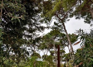 Emergenza Cocciniglia Tartaruga in Puglia: lo Sportello dei Diritti lancia l’allarme per salvare i pini del Salento. I metodi di contrasto: la centralità dell’endoterapia