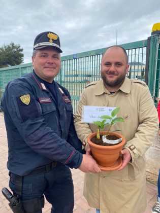 Arriva anche a Nardò l’albero di Falcone - Corriere Salentino