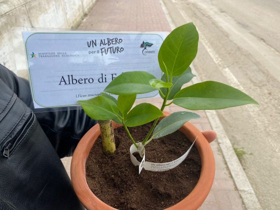 Arriva anche a Nardò l’albero di Falcone - Corriere Salentino