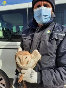 Salvato un barbagianni grazie alla collaborazione con i cittadini e le Istituzioni - Corriere Salentino