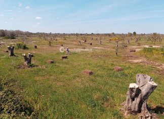 La Xylella ha ‘bruciato’ 600mila giornate e causato 3miliardi di danni stimati