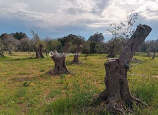 Xylella: al via il piano di sostegno per le imprese agricole colpite