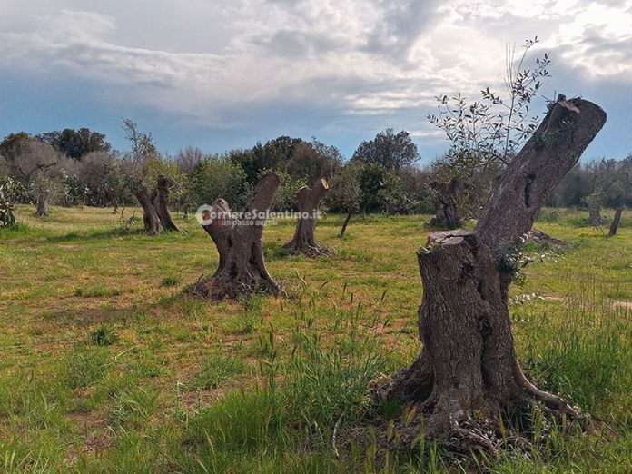 effetti-xylella-5