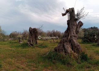 Nuovo appello di Helen Mirren, salvare gli ulivi dalla Xylella