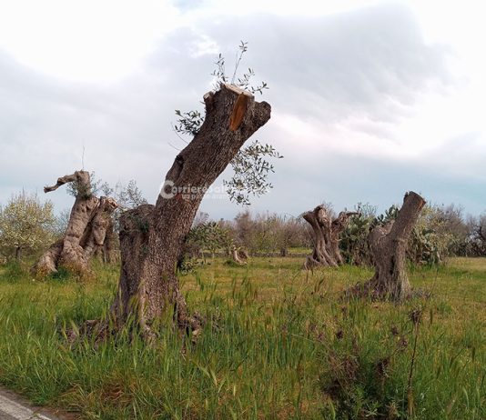Tributo 630, FdI: “Sgravio per agricoltori colpiti da xylella, con mozione approvata, primo passo di una battaglia che continua”