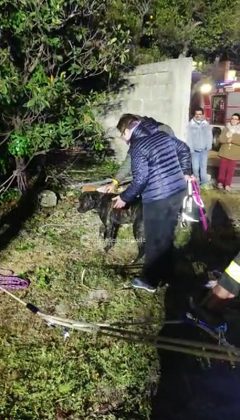 Insegue un gatto e precipita in un pozzo, i vigili del fuoco salvano un cane che rischiava di annegare - Corriere Salentino