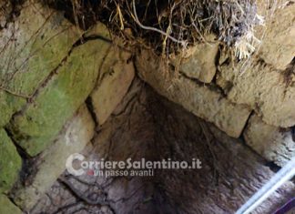 Insegue un gatto e precipita in un pozzo, i vigili del fuoco salvano un cane che rischiava di annegare