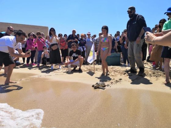 Salvate da persone di buon cuore e da una cagnolina: le tartarughe Baci e Kikka sono tornate libere a Torre Guaceto - Corriere Salentino