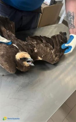 Un bambino avvista un falco in difficoltà e chiama Torre Guaceto: la storia di Al Gawsit, Marco ed il "ranger" Andrea - Corriere Salentino