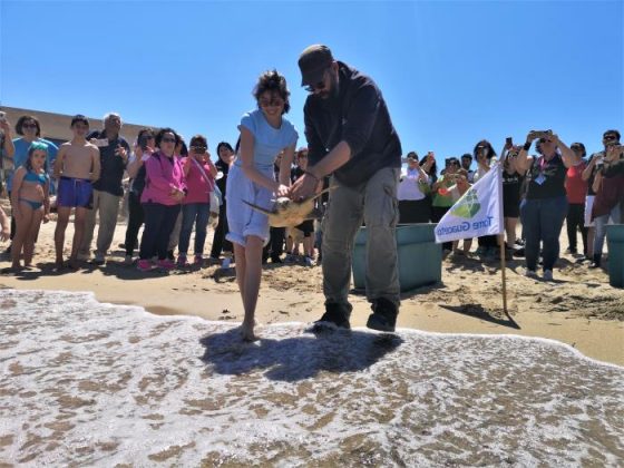 Salvate da persone di buon cuore e da una cagnolina: le tartarughe Baci e Kikka sono tornate libere a Torre Guaceto - Corriere Salentino