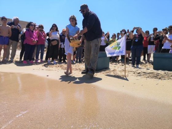 Salvate da persone di buon cuore e da una cagnolina: le tartarughe Baci e Kikka sono tornate libere a Torre Guaceto - Corriere Salentino