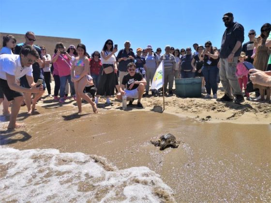 Salvate da persone di buon cuore e da una cagnolina: le tartarughe Baci e Kikka sono tornate libere a Torre Guaceto - Corriere Salentino