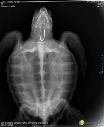 Tartaruga marina soccorsa a Torre Guaceto: nella gola l'amo di un palangaro - Corriere Salentino