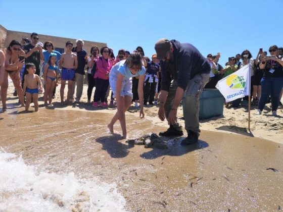 Salvate da persone di buon cuore e da una cagnolina: le tartarughe Baci e Kikka sono tornate libere a Torre Guaceto - Corriere Salentino