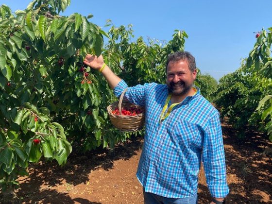 Coldiretti Puglia, al via raccolta delle ciliegie 'difese' da insetto buono antagonista - Corriere Salentino