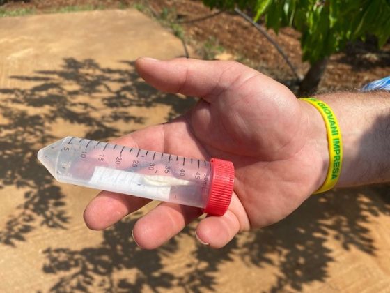 Coldiretti Puglia, al via raccolta delle ciliegie 'difese' da insetto buono antagonista - Corriere Salentino