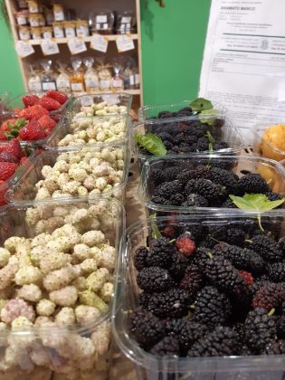 Giornata biodiversità: Coldiretti Puglia, 21mila ettari di frutteto da recuperare - Corriere Salentino