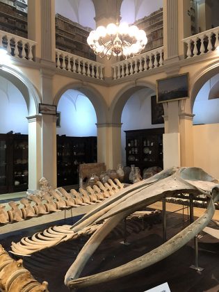 “Gallipoli, qui dove finisce il mare ed inizia la terra”: 273 mila euro per il Museo Civico Emanuele Barba - Corriere Salentino