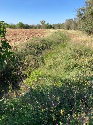 Bonifica: Coldiretti Puglia, 95% dei comuni della provincia di Brindisi a rischio idrogeologico - Corriere Salentino