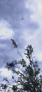 Agricoltura 4.0: Coldiretti Puglia, con olivematrix tra gli ulivi arrivano droni e robot - Corriere Salentino