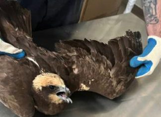 Un bambino avvista un falco in difficoltà e chiama Torre Guaceto: la storia di Al Gawsit, Marco ed il “ranger” Andrea