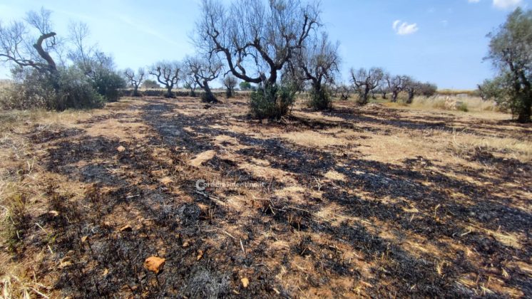 Fuoco in campagna, poi la tragica scoperta: anziano ritrovato morto carbonizzato - Corriere Salentino