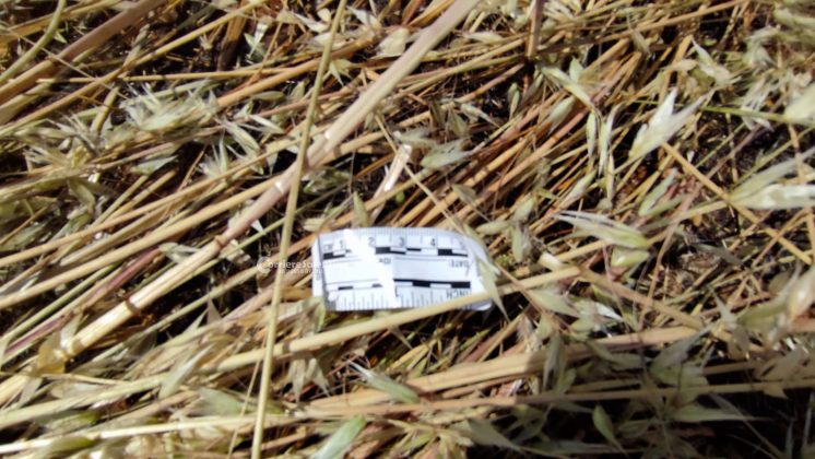 Fuoco in campagna, poi la tragica scoperta: anziano ritrovato morto carbonizzato - Corriere Salentino