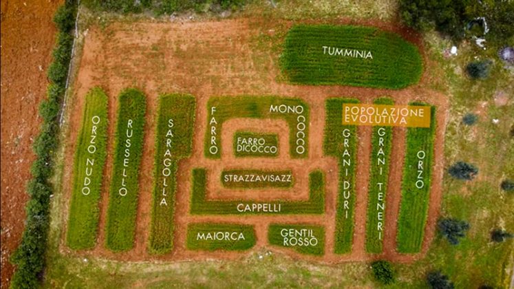 Venerdì 27 e sabato 28 maggio a Castiglione d’Otranto si svela il “Labirinto dei grani alti” - Corriere Salentino