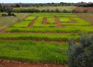 Venerdì 27 e sabato 28 maggio a Castiglione d’Otranto si svela il “Labirinto dei grani alti”