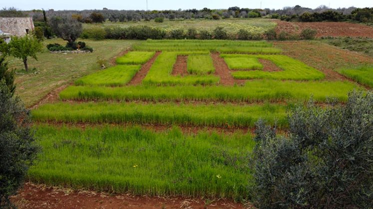 Venerdì 27 e sabato 28 maggio a Castiglione d’Otranto si svela il “Labirinto dei grani alti” - Corriere Salentino