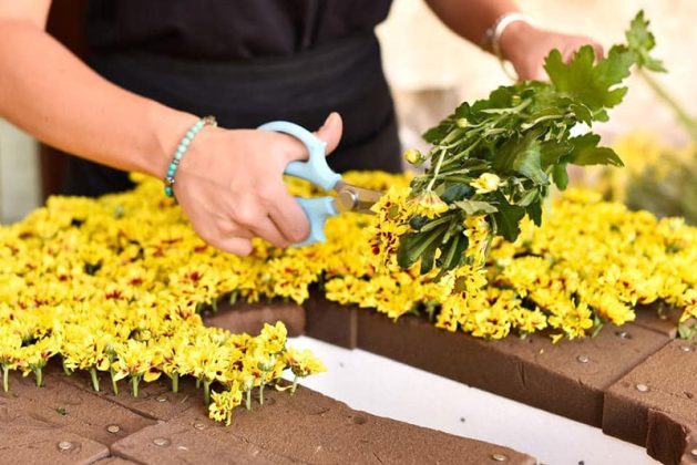 Il Salento si rialza dalla pandemia e chiede la pace con “Leverano in fiore” - Corriere Salentino