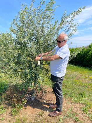 Campagna per sostenere la riforestazione degli ulivi nel Salento. Mario Vadrucci aderisce all’iniziativa dell’associazione “Olivami” - Corriere Salentino