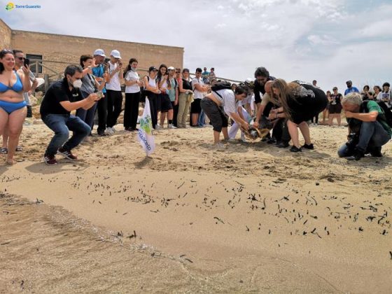 Liberata a Torre Guaceto la "cyborg" tartaruga per la tutela della specie - Corriere Salentino