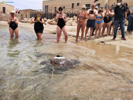 Liberata a Torre Guaceto la "cyborg" tartaruga per la tutela della specie - Corriere Salentino