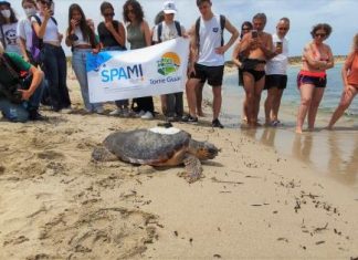 Liberata a Torre Guaceto la “cyborg” tartaruga per la tutela della specie