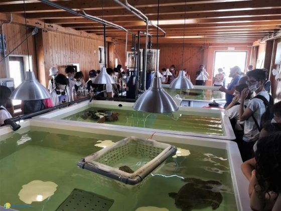 Liberata a Torre Guaceto la "cyborg" tartaruga per la tutela della specie - Corriere Salentino