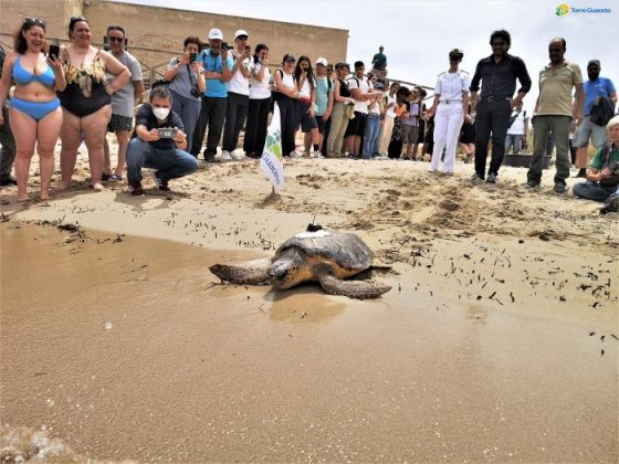 Liberata a Torre Guaceto la "cyborg" tartaruga per la tutela della specie - Corriere Salentino