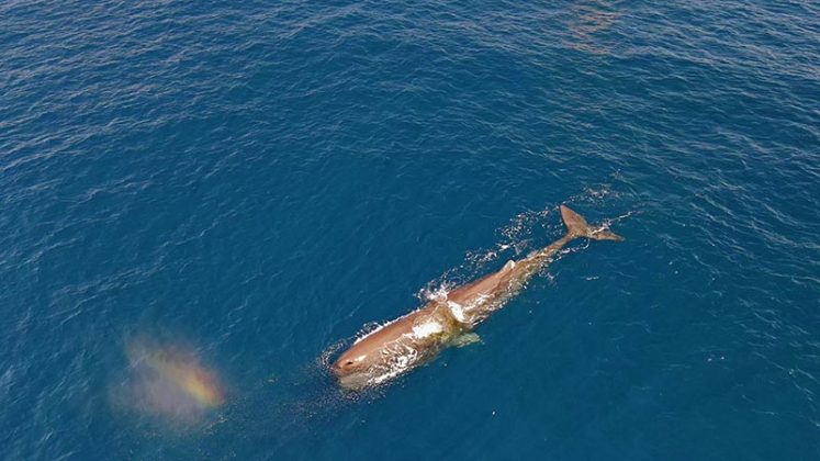 La sofisticata tecnologia dei droni militari impiegata per lo studio e la salvaguardia di balene e delfini del Mediterraneo - Corriere Salentino