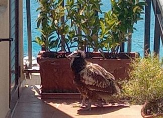 Stremato e affamato, salvato su un terrazzo di Castro un capovaccaio in via d’estinzione
