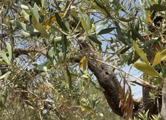 Caldo record di giugno fa strage di raccolti al Sud, allarme in Puglia anche per le olive