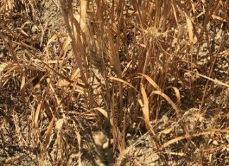 La neve e la pioggia possono salvare la Puglia da siccità