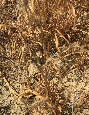 L’acqua una delle principali emergenze per l’agricoltura pugliese