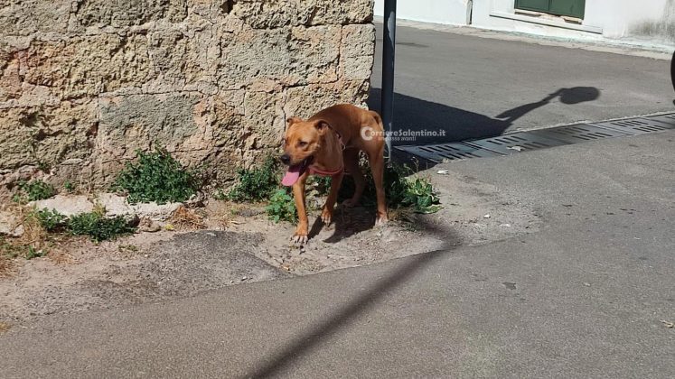 Paura per strada, pittbull aggredisce 32enne e il suo cagnolino: azzannata alla gamba - Corriere Salentino