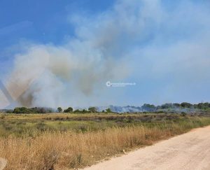 Divampa vasto rogo anche nel parco naturale: ettari in fumo - Corriere Salentino