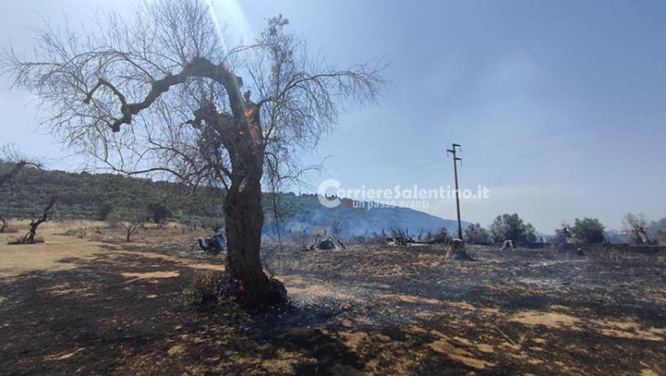 Grande uliveto a fuoco nel Basso Salento: le fiamme minacciano la pineta - Corriere Salentino