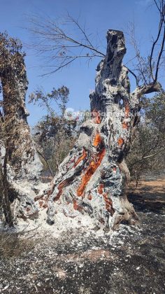 Grande uliveto a fuoco nel Basso Salento: le fiamme minacciano la pineta - Corriere Salentino