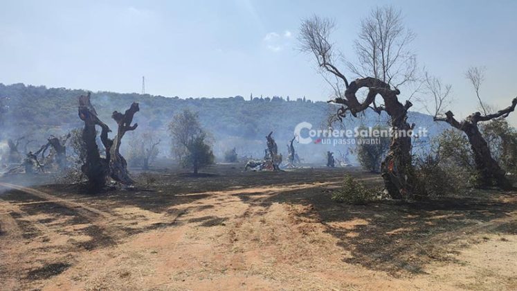 Grande uliveto a fuoco nel Basso Salento: le fiamme minacciano la pineta - Corriere Salentino