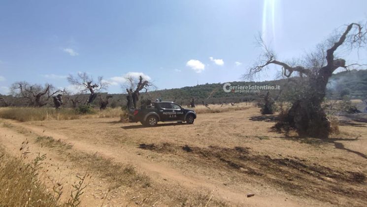 Grande uliveto a fuoco nel Basso Salento: le fiamme minacciano la pineta - Corriere Salentino