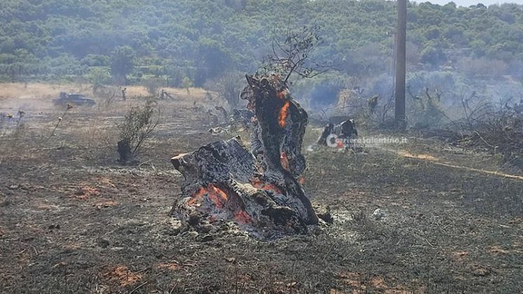 Grande uliveto a fuoco nel Basso Salento: le fiamme minacciano la pineta - Corriere Salentino