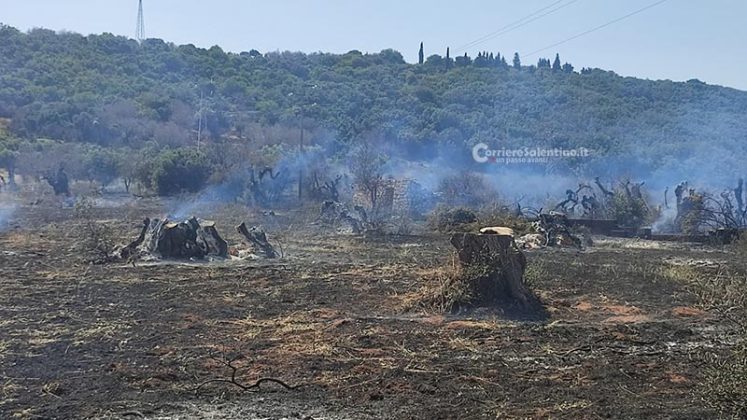 Grande uliveto a fuoco nel Basso Salento: le fiamme minacciano la pineta - Corriere Salentino